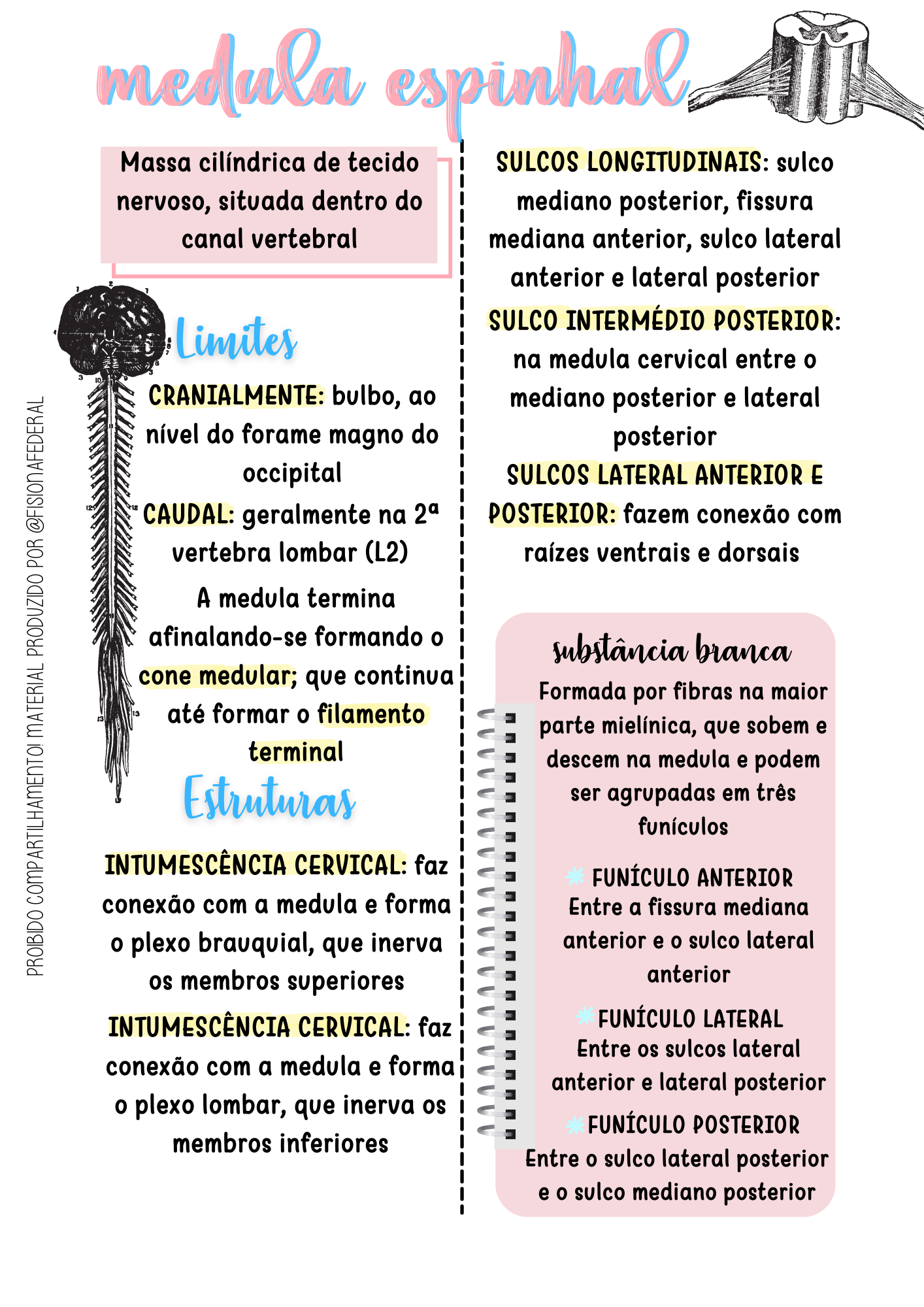 MEDULA ESPINHAL - 1